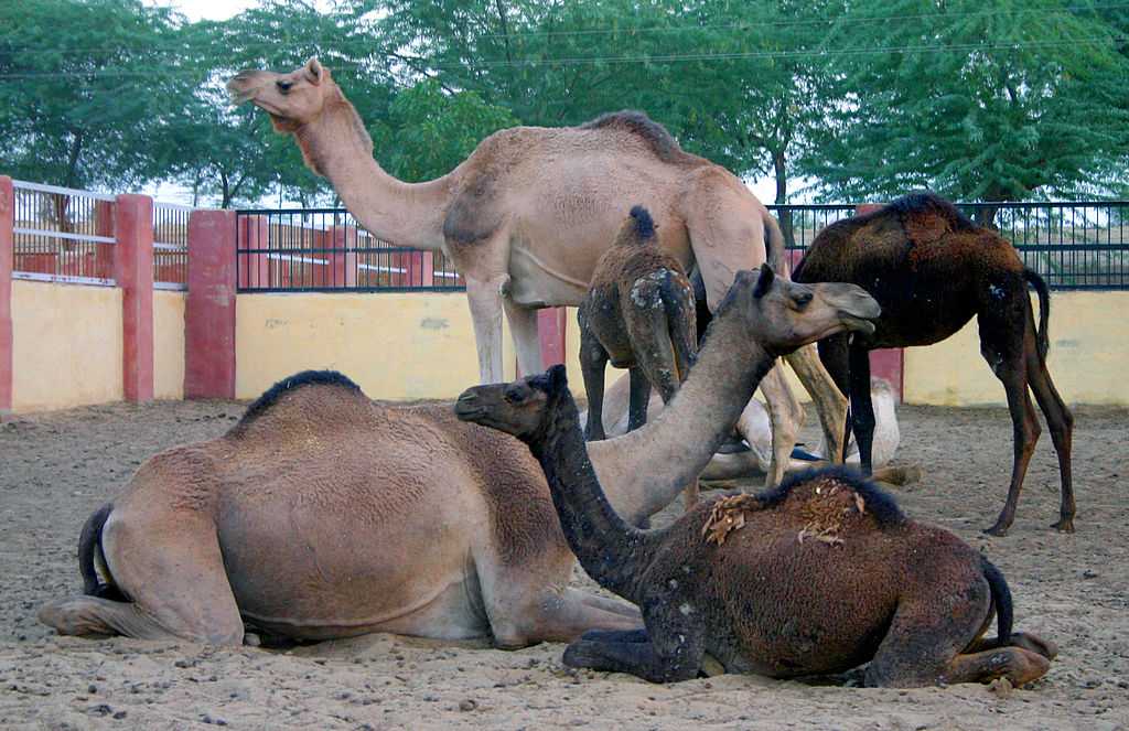 national-research-centre-on-camel-img
